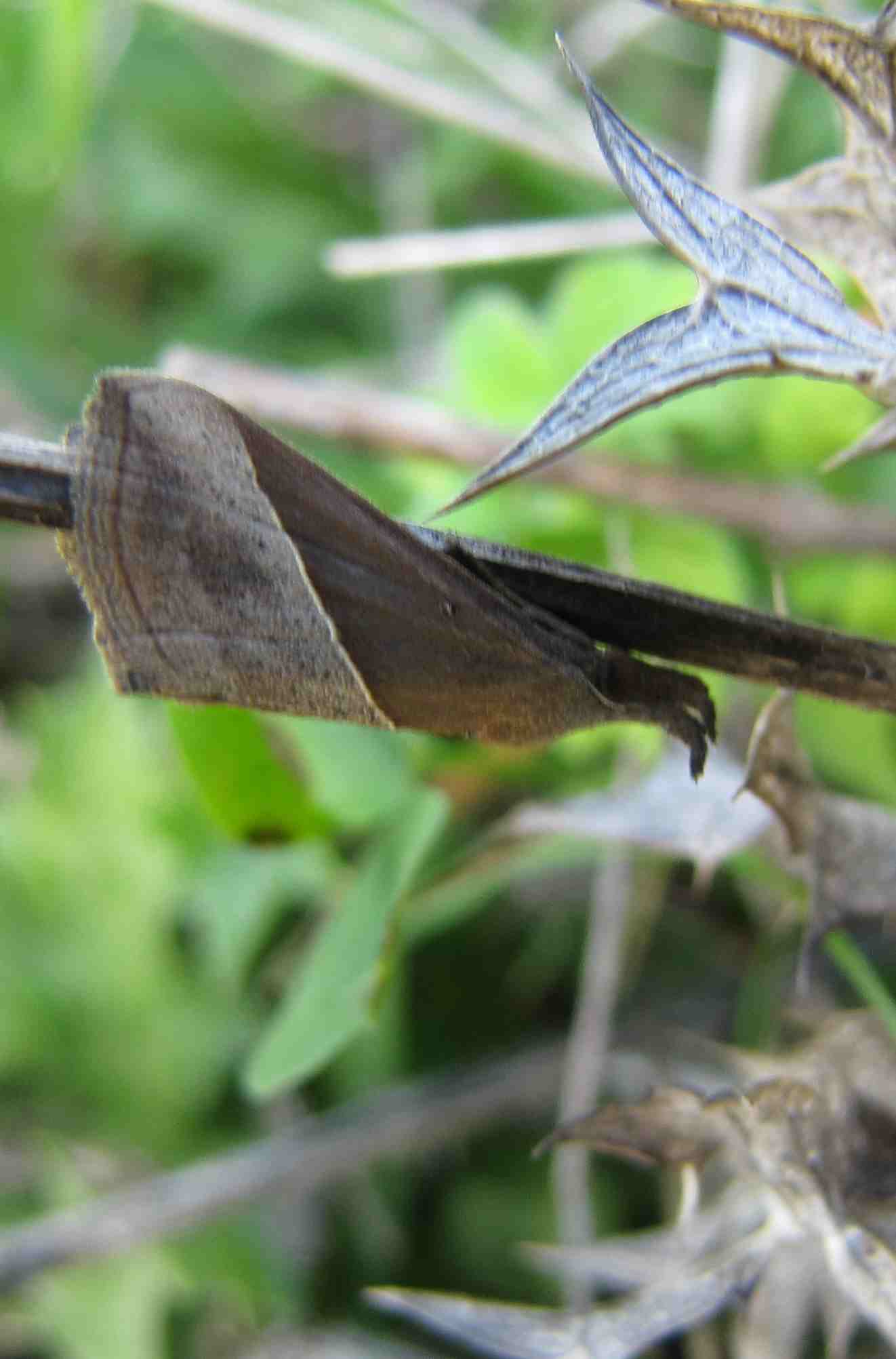 farfalla ali chiuse - Hypena lividalis